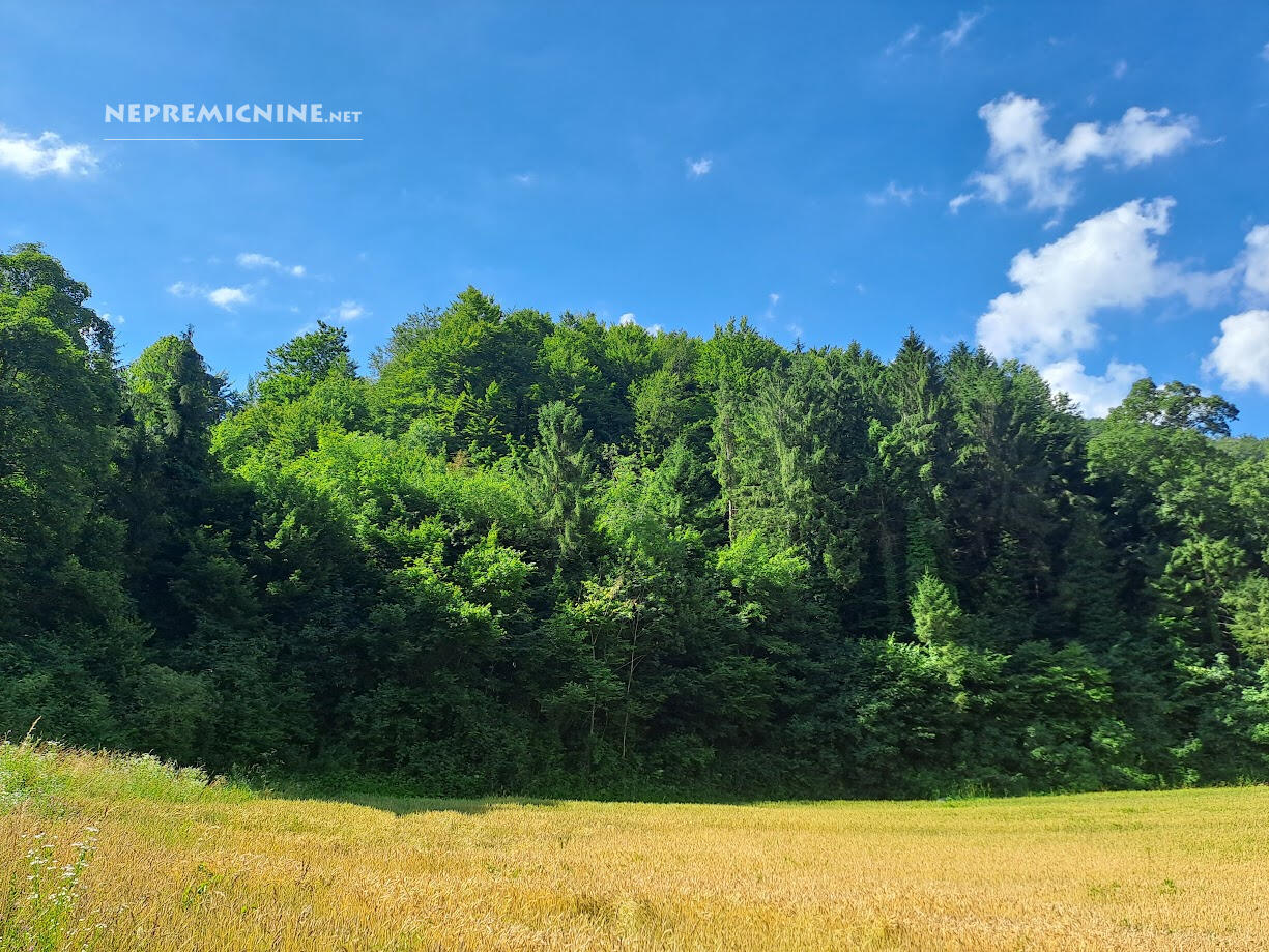 Posestvo z domačijo in 11,7 ha zemljišča
